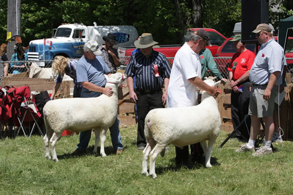 Sheep Show