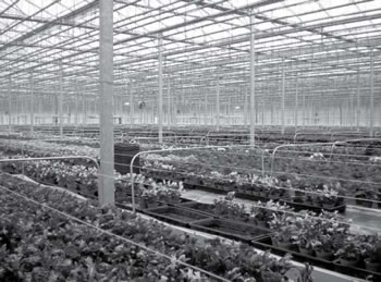 Bajar Greenhouses