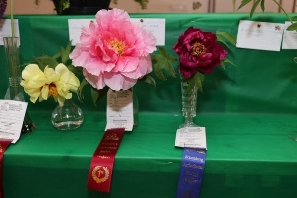 Horticultural Exhibits at the Schomberg Fair